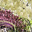 garden.numa
