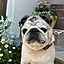 pug.fuku