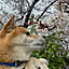 hana
