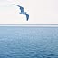 seagull2