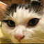nekoharaneko