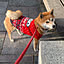 shiotan