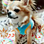 sachi3
