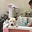 hachi