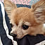 tomosuke