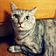 shina0225
