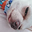 shiori