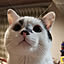 Nekoa