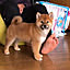 Shoko
