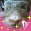 lapin1518