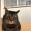 tora