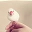 mococo