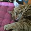 leon.cat172