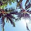 Ao-Lani