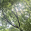mokomoko