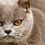 2cat