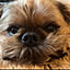 kozu
