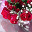 rose36