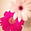 n_anaaaa4