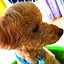 roki
