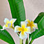 Plumeria