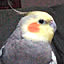 cockateel1226