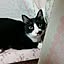 chatnoir