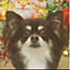 961chihua