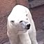 pandako333