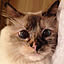 ruru