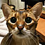 aby_nyan