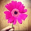 mignon