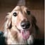 petfunny.wanwan
