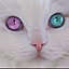 25nyan25