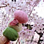 kaokao
