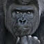 intelligorilla