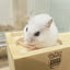 hamu__citane