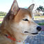 shiba-fukumomo