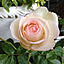 airose