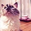 sweetcatmike