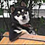 wasao