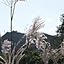 Fuji