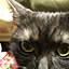 yuki