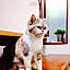 masuko