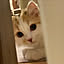 otono_cat