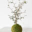 kokedama