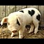 pippipig