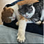 nekosika