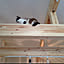 tanukineko