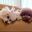 hana.call.coco